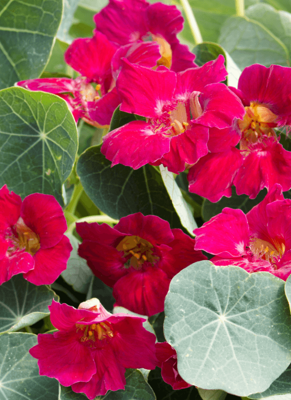 Capucine naine, Tropaeolum minus Baby Rose, (Takii), médaille d'or Fleuroselect 2020