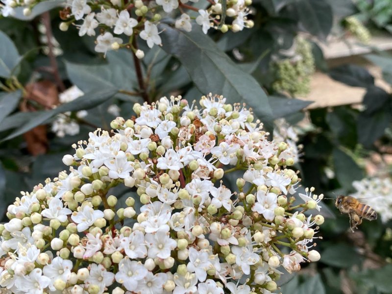 Abeille butinant des fleurs de laurier tin en hiver dans le square May Picqueray, Paris 11e (75)