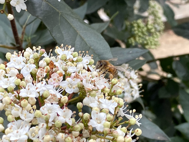 Abeille butinant des fleurs de laurier tin en hiver dans le square May Picqueray, Paris 11e (75)