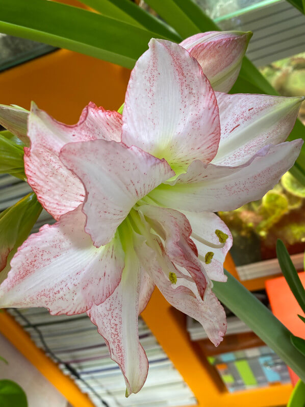 Amaryllis 'Double Rekord', plante d'intérieur, Paris 19e (75)
