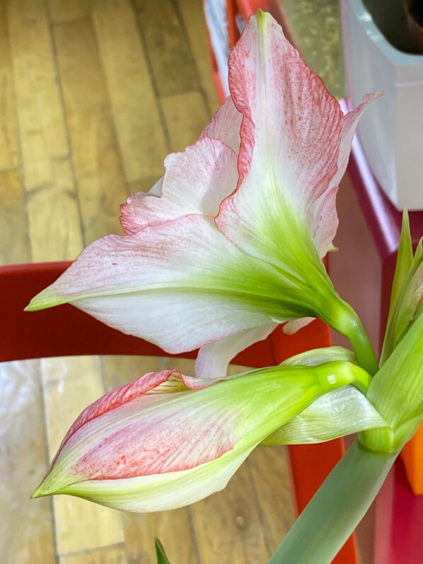 Amaryllis 'Double Rekord', plante d'intérieur, Paris 19e (75)