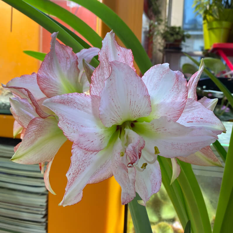 Amaryllis (Hippeastrum) 'Double Rekord', plante d'intérieur, Paris 19e (75)