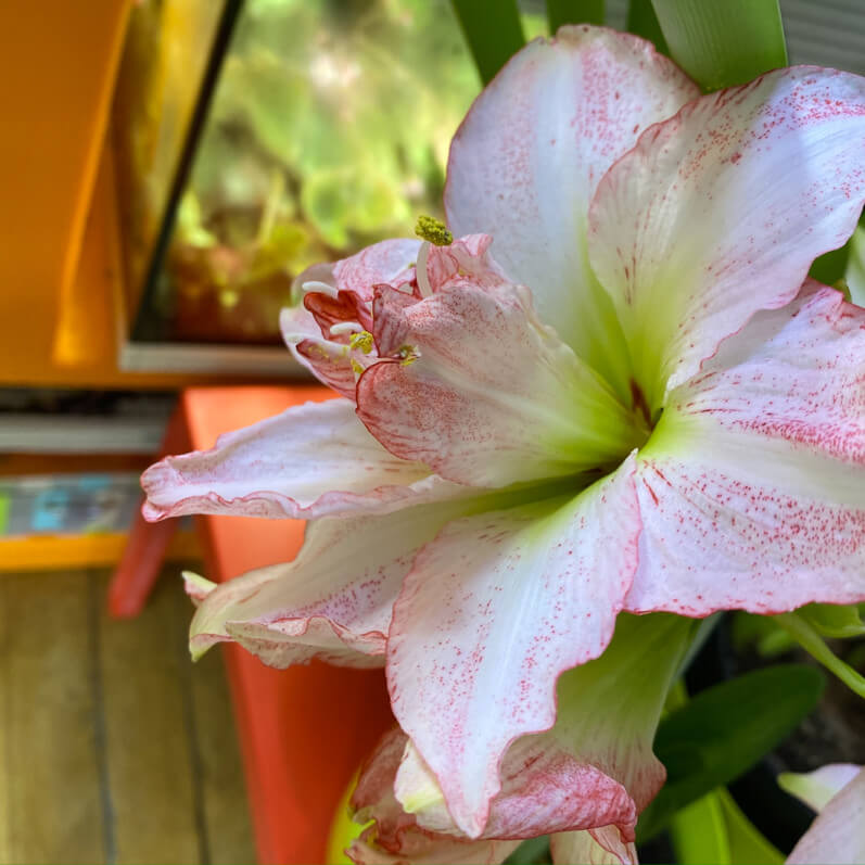 Amaryllis (Hippeastrum) 'Double Rekord', plante d'intérieur, Paris 19e (75)