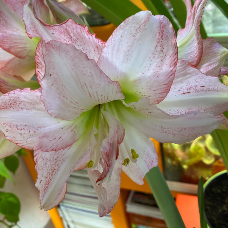 Amaryllis (Hippeastrum) 'Double Rekord', plante d'intérieur, Paris 19e (75)
