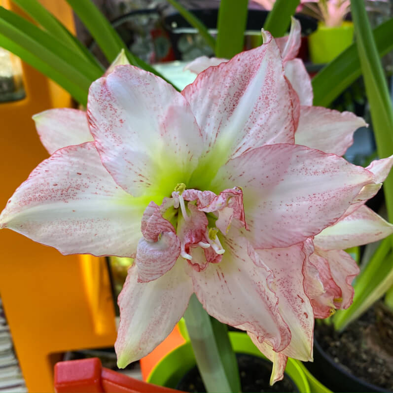 Amaryllis (Hippeastrum) 'Double Rekord', plante d'intérieur, Paris 19e (75)