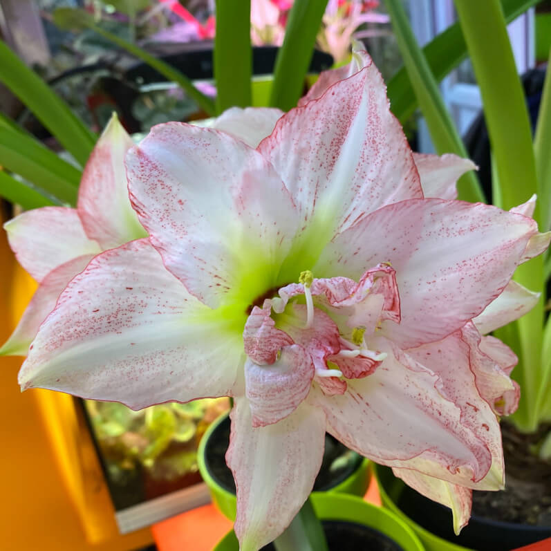 Lire la suite à propos de l’article Amaryllis ‘Double Rekord’