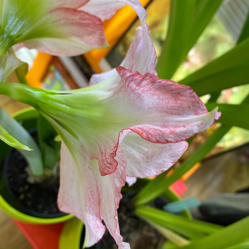 Amaryllis (Hippeastrum) 'Double Rekord', plante d'intérieur, Paris 19e (75)
