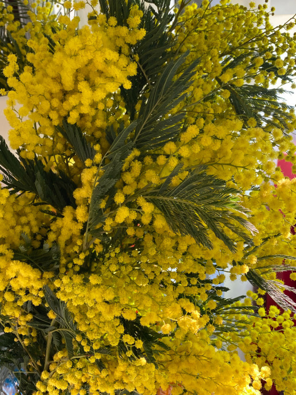Bouquet de mimosa, fleurs coupées, Paris 19e (75)