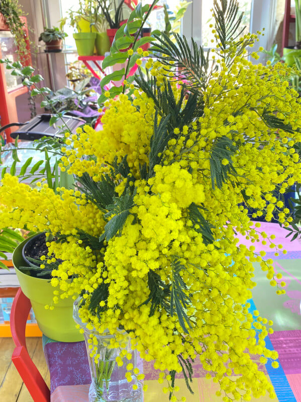 Bouquet de mimosa, fleurs coupées, Paris 19e (75)