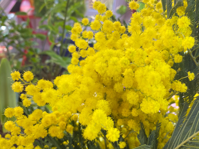 Bouquet de mimosa, fleurs coupées, Paris 19e (75)