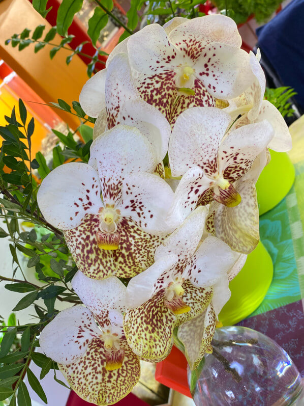 Vanda, orchidée, bouquet, fleurs coupées, Paris 19e (75)