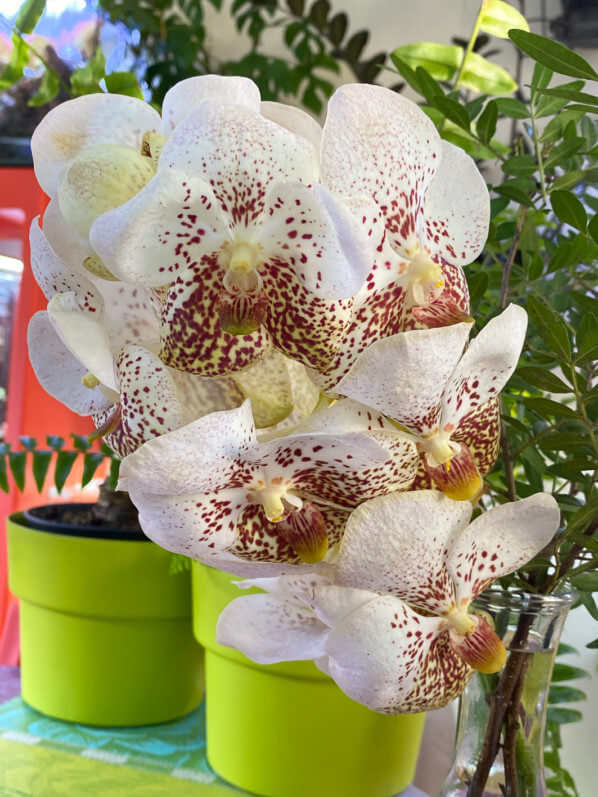 Vanda, orchidée, bouquet, fleurs coupées, Paris 19e (75)