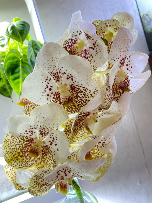 Vanda, orchidée, bouquet, fleurs coupées, Paris 19e (75)