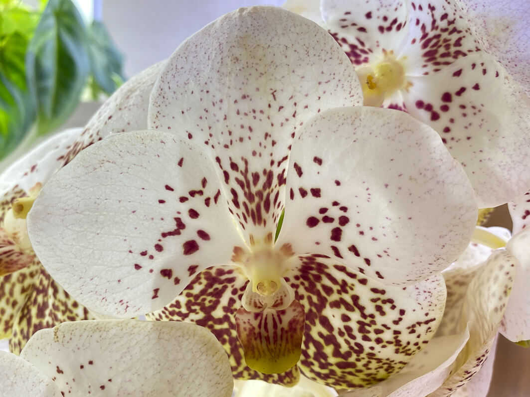 Lire la suite à propos de l’article Vanda hybride en bouquet