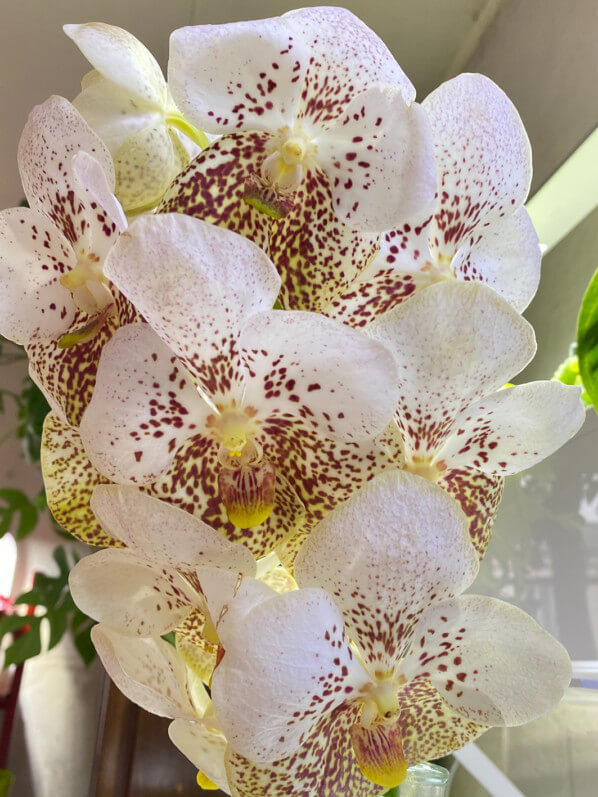 Vanda, orchidée, bouquet, fleurs coupées, Paris 19e (75)