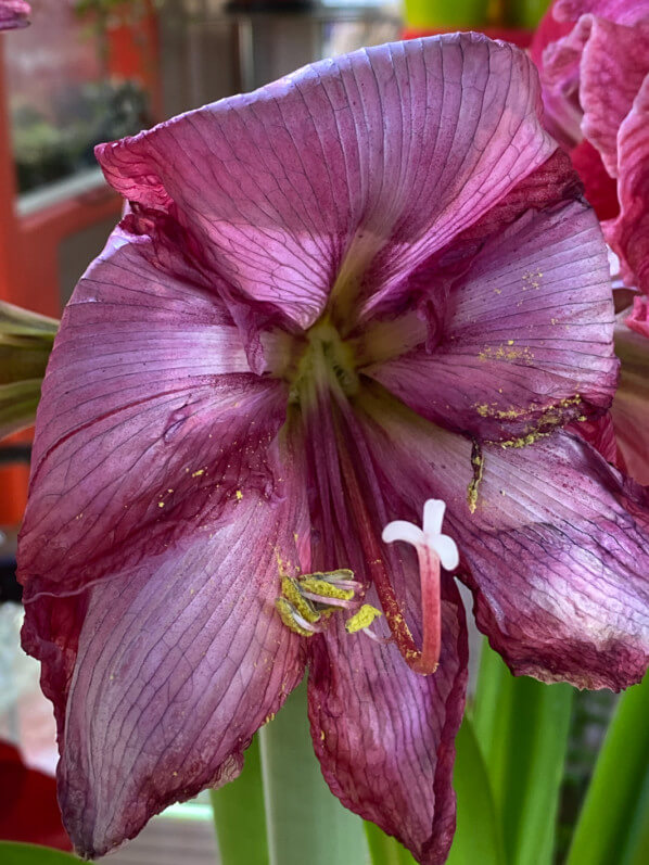 Fleur fanée de l'amaryllis 'Magical Touch', Hippeastrum, plante d'intérieur, Paris 19e (75)