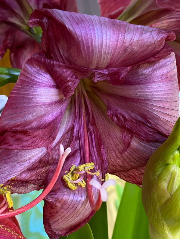 Fleur fanée de l'amaryllis 'Magical Touch', Hippeastrum, plante d'intérieur, Paris 19e (75)