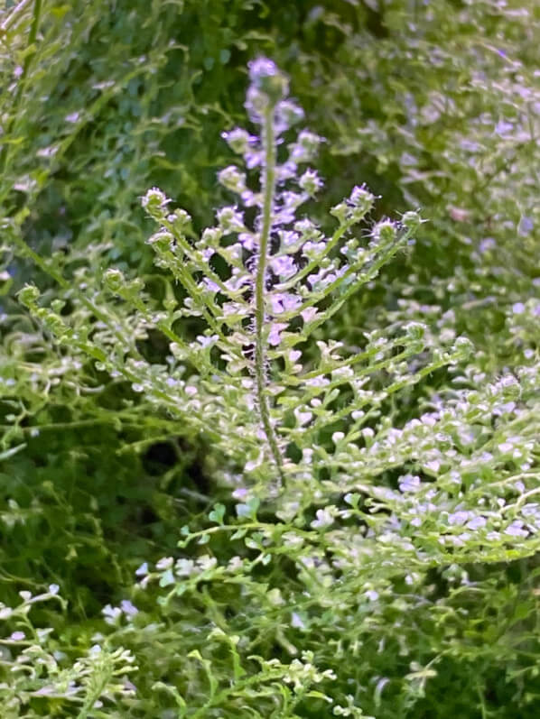 Nephrolepis exaltata 'Suzi Wong', plante d'intérieur, Paris 19e (75)