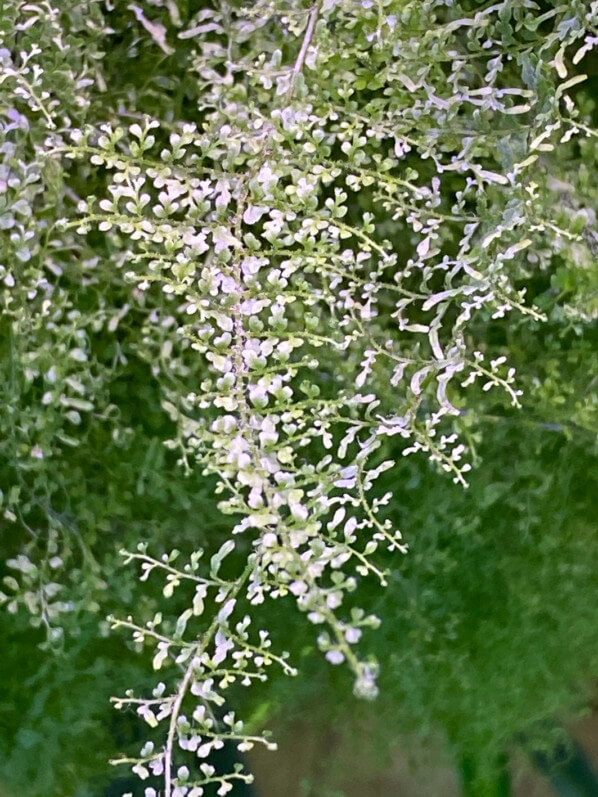 Nephrolepis exaltata 'Suzi Wong', plante d'intérieur, Paris 19e (75)