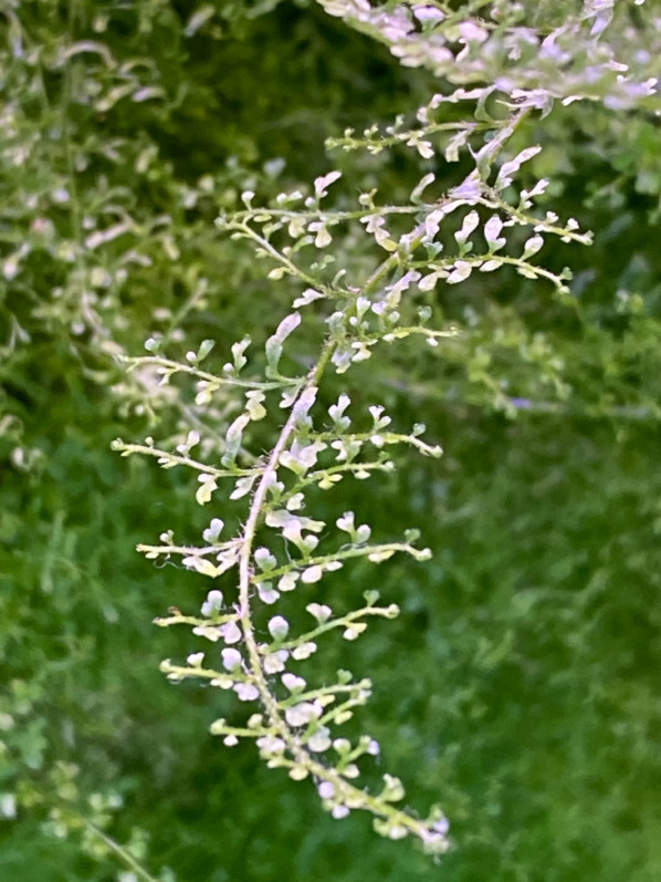 Nephrolepis exaltata 'Suzi Wong', plante d'intérieur, Paris 19e (75)