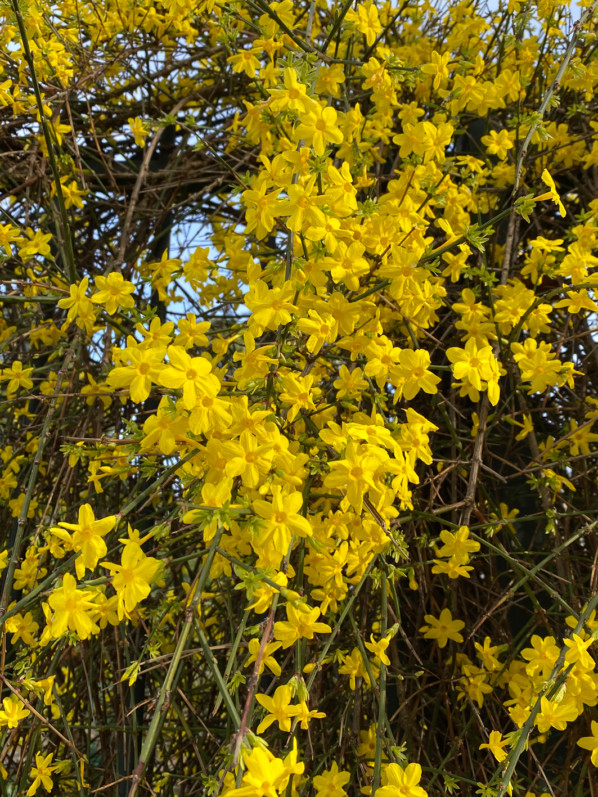 La floraison éclatante du jasmin d'hiver (Jasminum ...