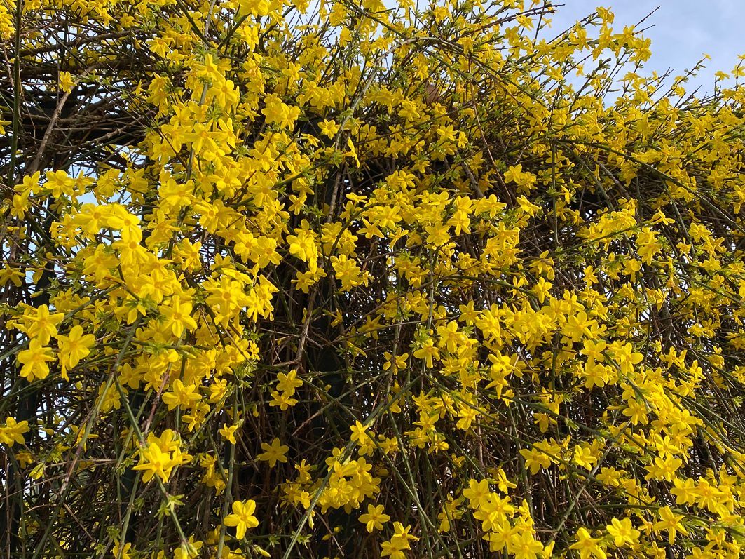 Jasmin d'hiver (Jasminum nudiflorum) en début d'hiver dans le square de la Roquette, Paris 11e (75)