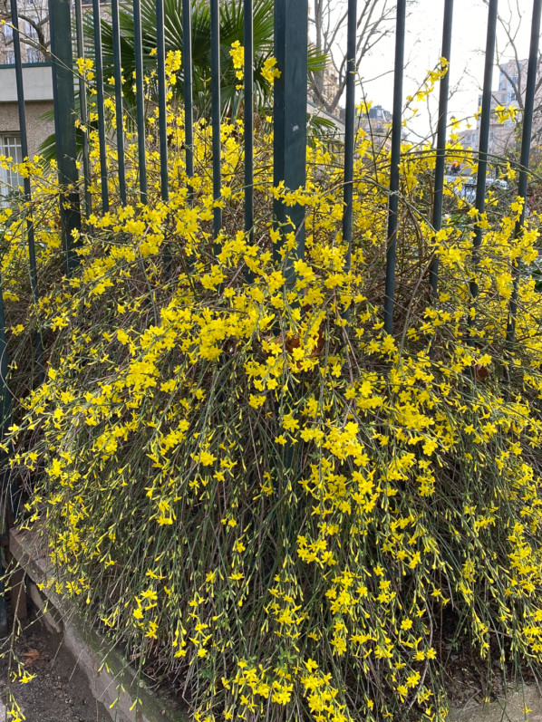 Jasmin d'hiver (Jasminum nudiflorum) en début d'hiver dans le square de la Roquette, Paris 11e (75)