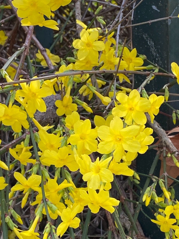 Jasmin d'hiver (Jasminum nudiflorum) en début d'hiver dans le square de la Roquette, Paris 11e (75)