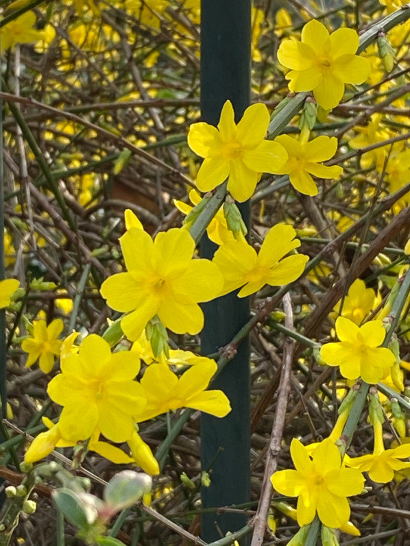 Jasmin d'hiver (Jasminum nudiflorum) en début d'hiver dans le square de la Roquette, Paris 11e (75)