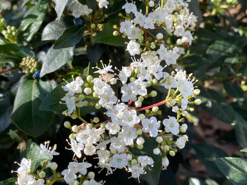 Laurier tin (Viburnum tinus) en hiver dans le Square May Picqueray, Paris 11e (75)