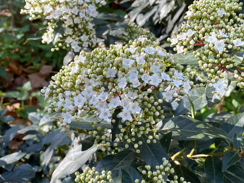 Laurier tin (Viburnum tinus) en hiver dans le Square May Picqueray, Paris 11e (75)