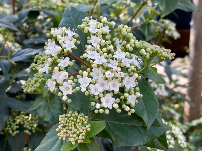 Laurier tin (Viburnum tinus) en hiver dans le Square May Picqueray, Paris 11e (75)