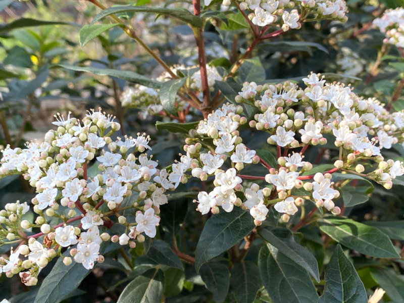 Laurier tin (Viburnum tinus) en hiver dans le Square May Picqueray, Paris 11e (75)