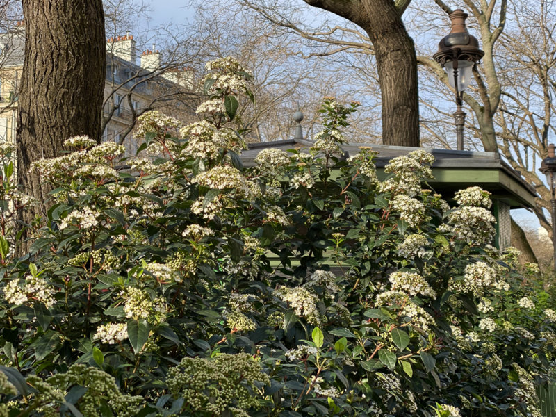 Laurier tin (Viburnum tinus) en hiver dans le Square May Picqueray, Paris 11e (75)