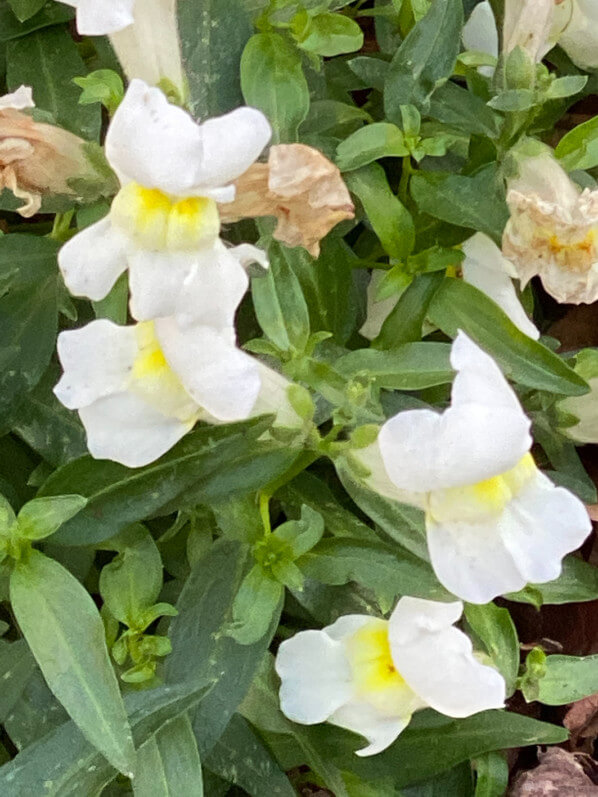 Muflier fleuri en hiver, Anthirrhinum majus, jardin urbain, place Nathalie Lemel, Paris 3e (75)