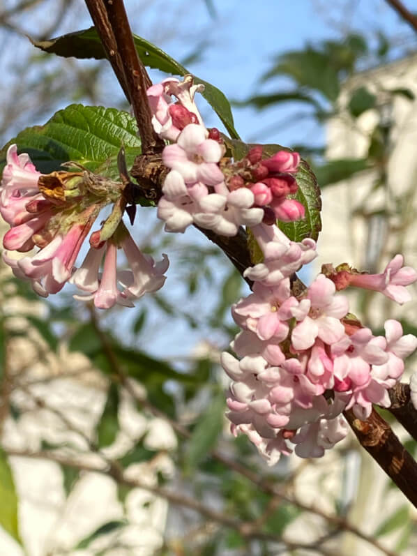 Viorne de Bodnant (Viburnum bodnantense) en hiver dans le Square May Picqueray, Paris 11e (75)