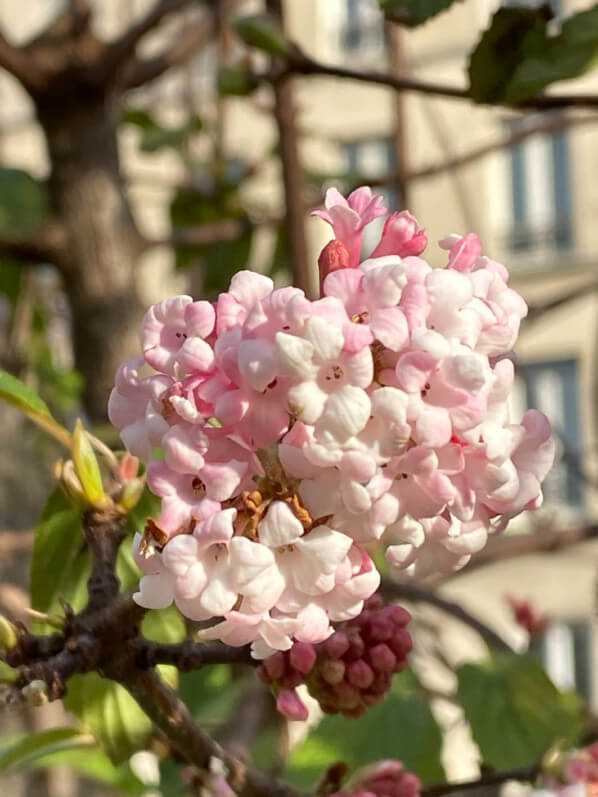 Viorne de Bodnant (Viburnum bodnantense) en hiver dans le Square May Picqueray, Paris 11e (75)