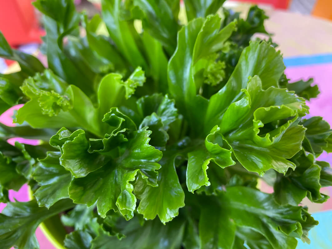 Lire la suite à propos de l’article Asplenium ‘Leslie’