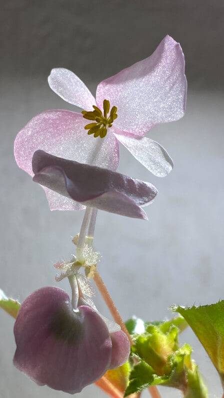 Fleur de Begonia 'Cascade Rose', Bégoniacées, plante d'intérieur, Paris 19e (75)