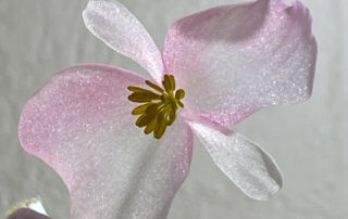 Fleur de Begonia 'Cascade Rose', Bégoniacées, plante d'intérieur, Paris 19e (75)