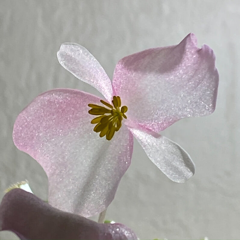Fleur de Begonia 'Cascade Rose', Bégoniacées, plante d'intérieur, Paris 19e (75)
