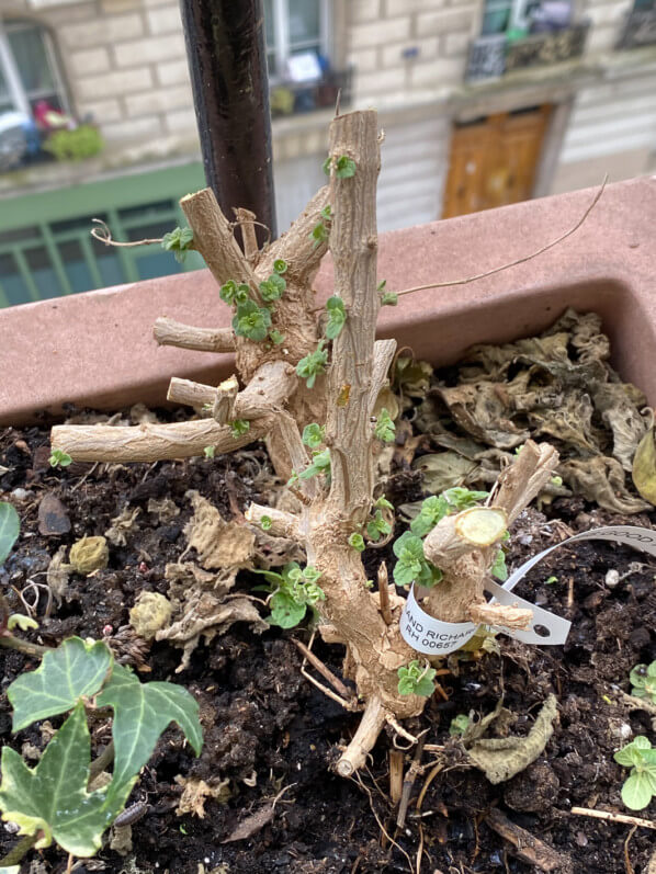 Caryopteris x clandonensis 'Good as Gold' après la taille en hiver sur mon balcon parisien, Paris 19e (75)