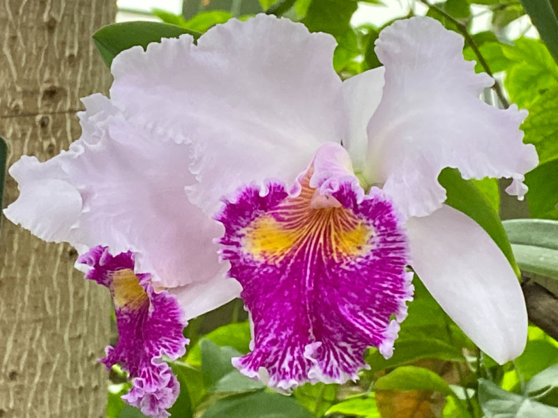 Cattleya hybride, exposition Mille et une orchidées, Grandes Serres, Jardin des plantes, Paris 5e (75)