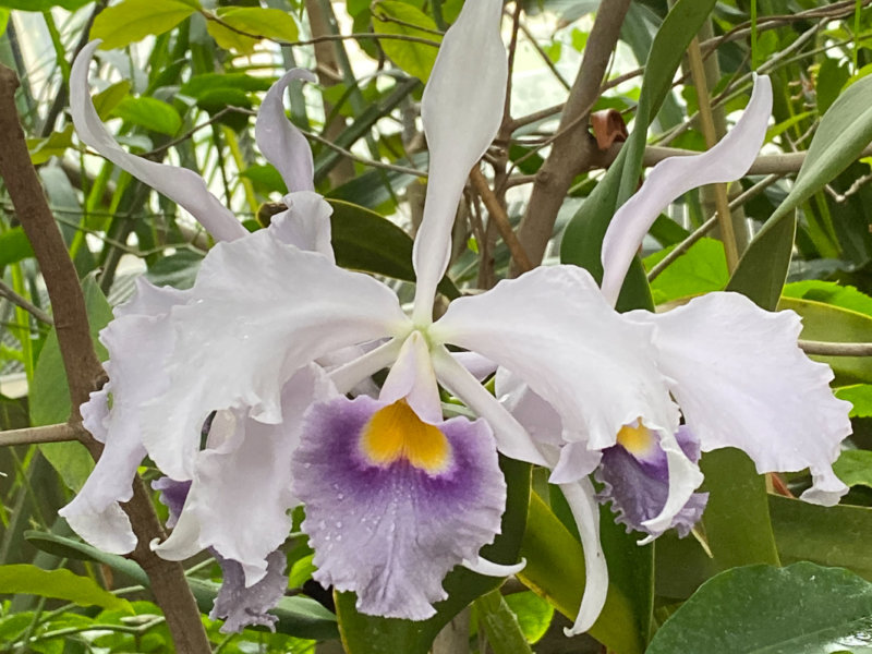 Cattleya hybride, exposition Mille et une orchidées, Grandes Serres, Jardin des plantes, Paris 5e (75)