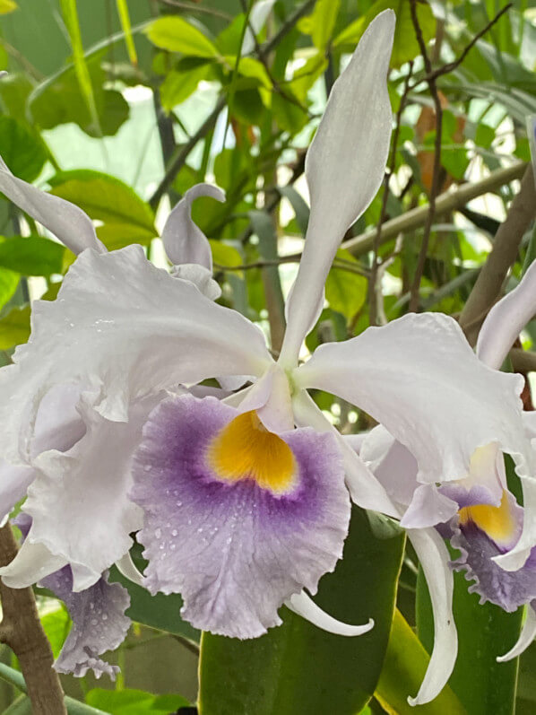 Cattleya hybride, exposition Mille et une orchidées, Grandes Serres, Jardin des plantes, Paris 5e (75)