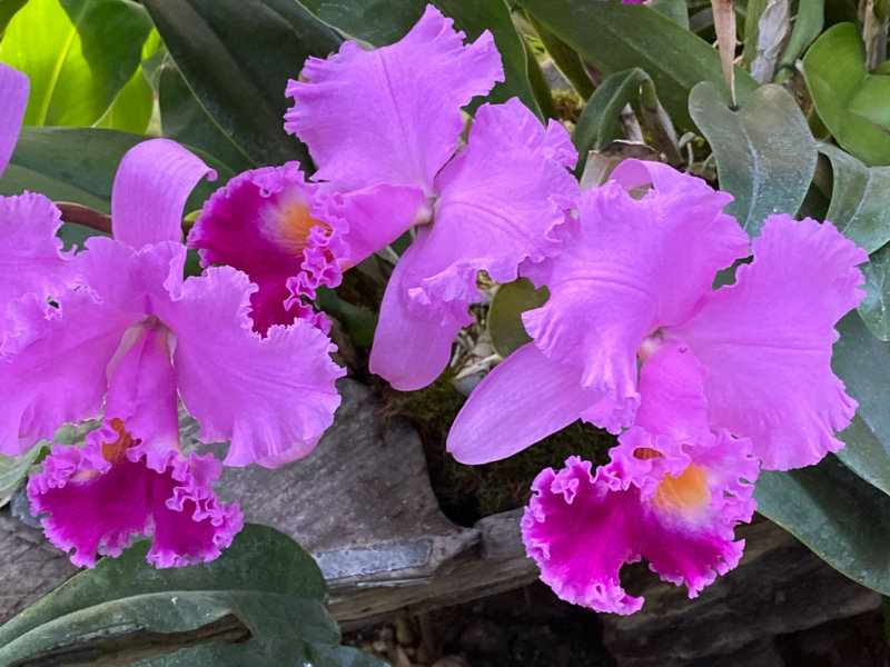 Cattleya hybride, exposition Mille et une orchidées, Grandes Serres, Jardin des plantes, Paris 5e (75)