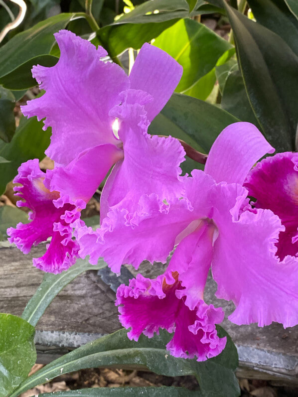 Cattleya hybride, exposition Mille et une orchidées, Grandes Serres, Jardin des plantes, Paris 5e (75)