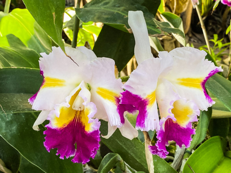 Cattleya hybride, exposition Mille et une orchidées, Grandes Serres, Jardin des plantes, Paris 5e (75)