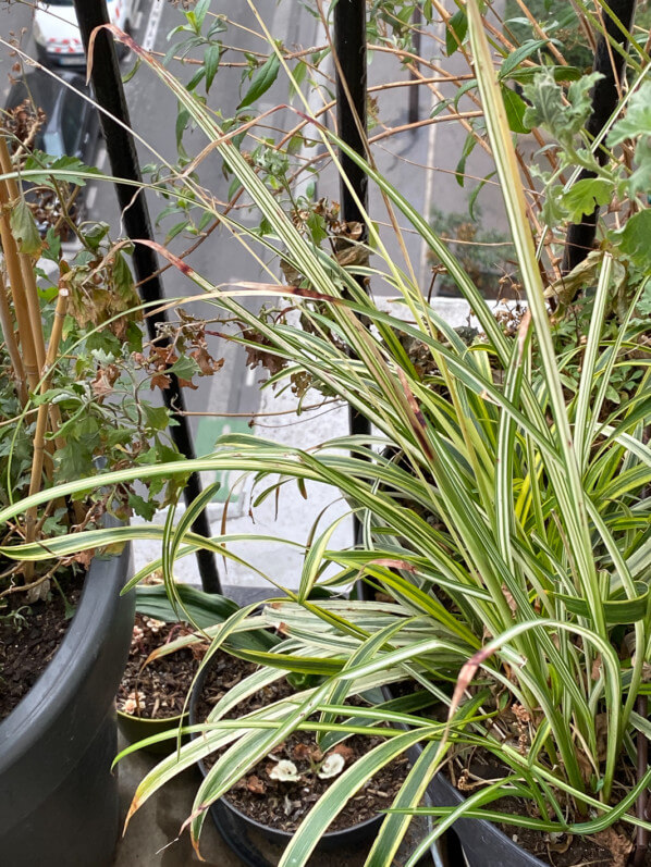 Lire la suite à propos de l’article Chlorophytum saundersiae ‘Starlight’ bien vivace sur mon balcon parisien