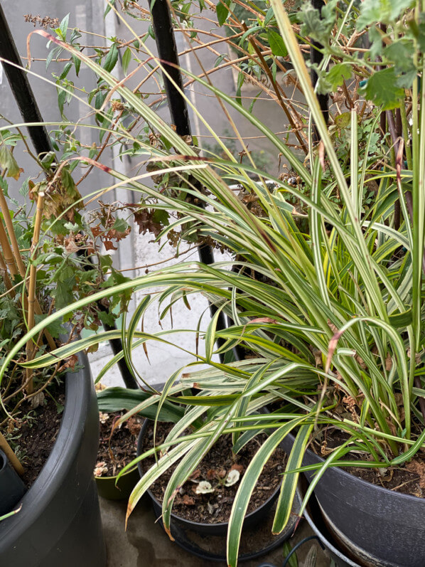 Chlorophytum saundersiae 'Starlight' en hiver sur mon balcon parisien, Paris 19e (75)